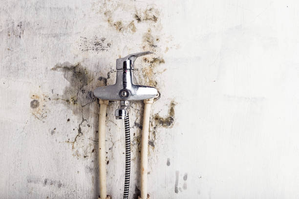 Reliable Plymouth, MI Mold Removal Solutions