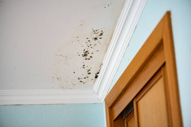Best Home Mold Removal  in Plymouth, MI