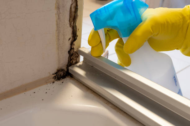 Best Residential Mold Removal  in Plymouth, MI