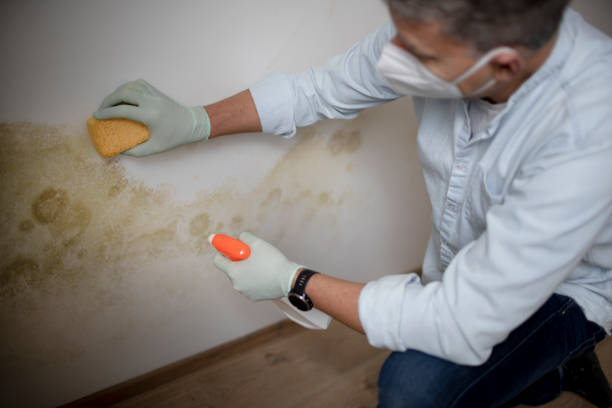 Best Mold Testing  in Plymouth, MI