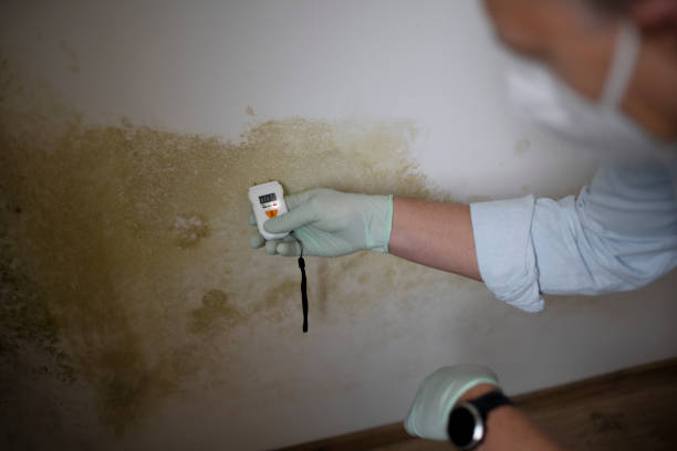Best Mold Testing and Removal  in Plymouth, MI