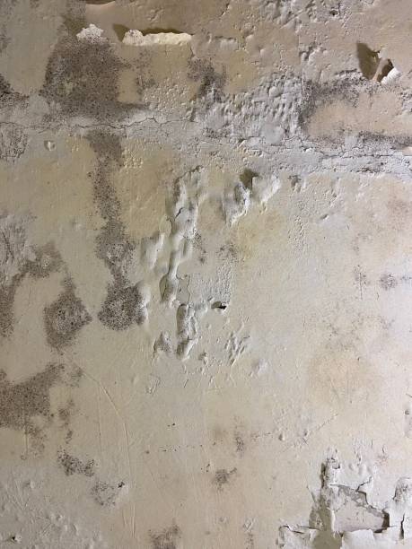Best Attic Mold Removal  in Plymouth, MI