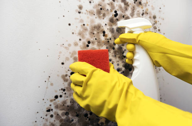 Best Black Mold Removal  in Plymouth, MI