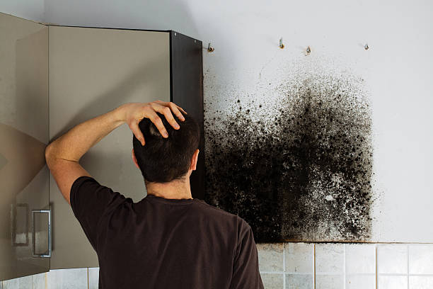Mold Testing and Removal in Plymouth, MI